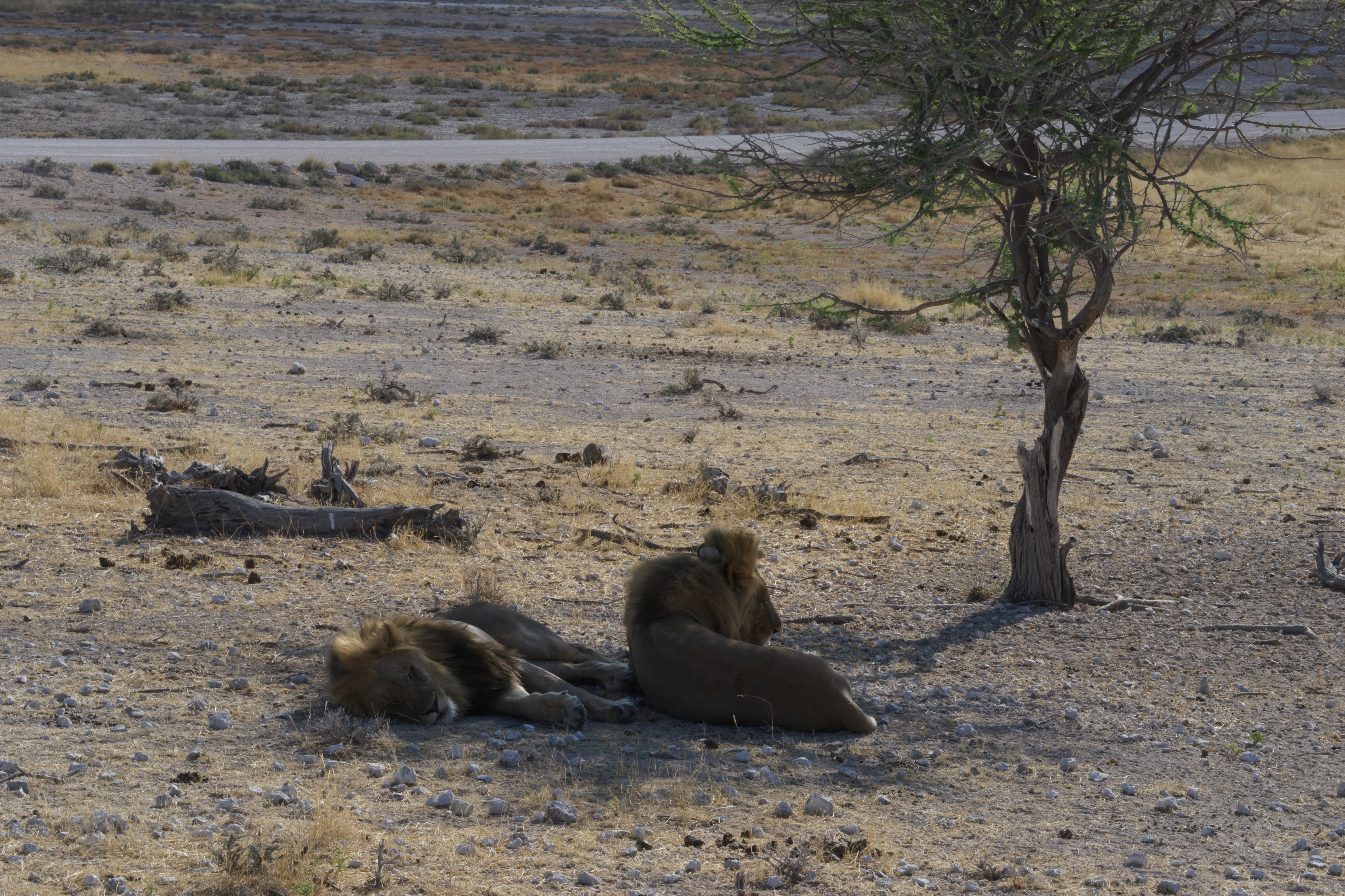 Etosha National Park