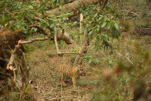 Tracking Tigers