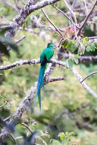 Quetzal spotting at Los Quetzales National Park