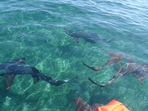 Caye Caulker and Reef Snorkeling